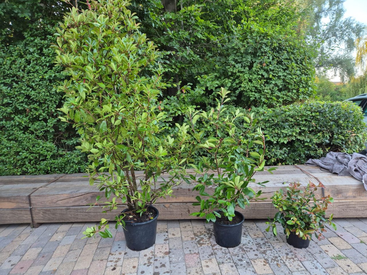 Kwekersopruiming: Photinia Red Robin tot 225 cm 50% korting