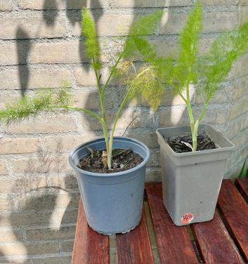 2 venkelplanten