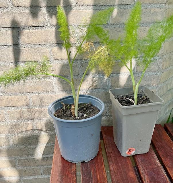 2 venkelplanten