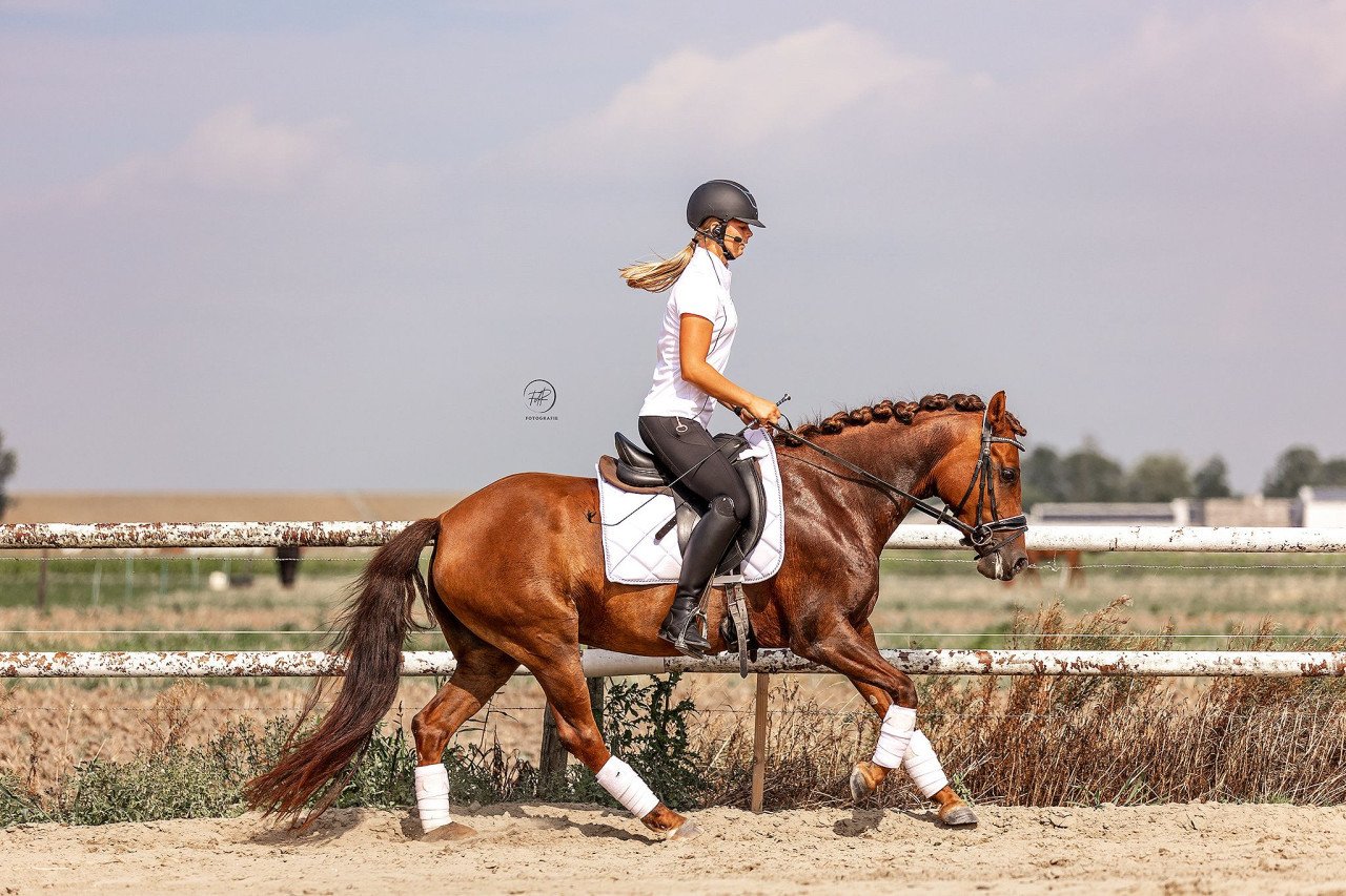 Knappe d pony