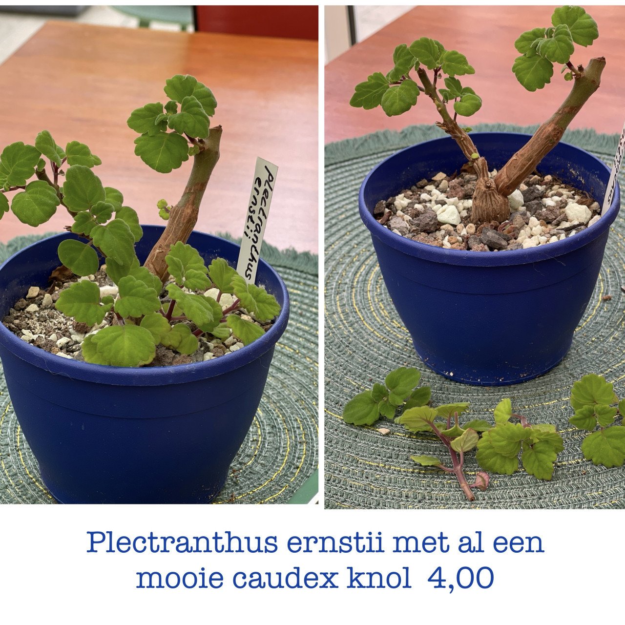 Planten - succulenten