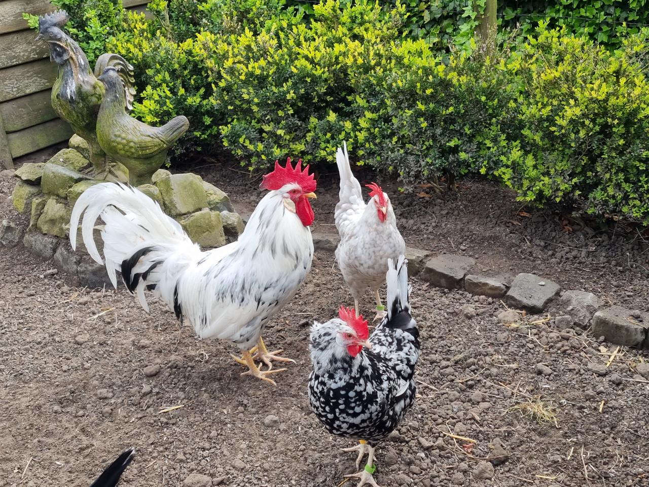 Broedeieren Bonte Leghorn