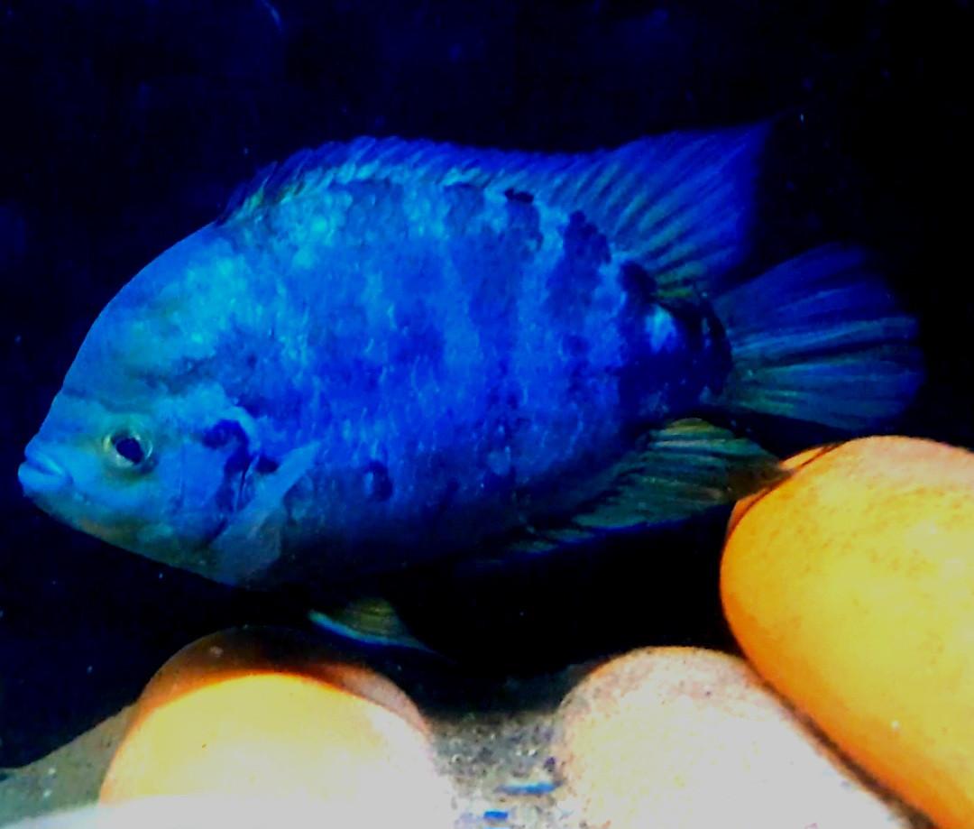 Aquariumvissen mooie rustige soort