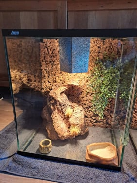 Terrarium te koop