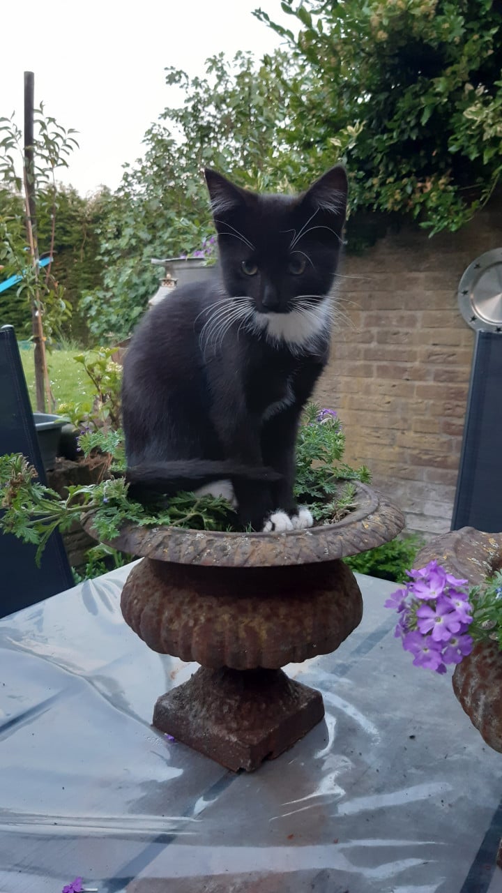 Kittens