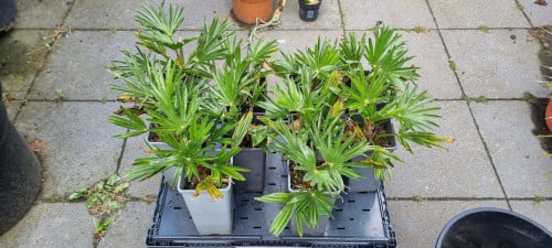 Trachycarpus Wagnerianus te koop