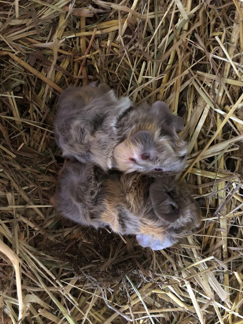Baby. Cavia’s! Speciale kleurtjes!