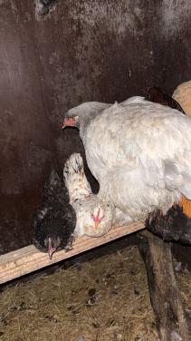 Kippen(seramas/Brahamas