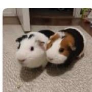 2 mannetjes cavia’s