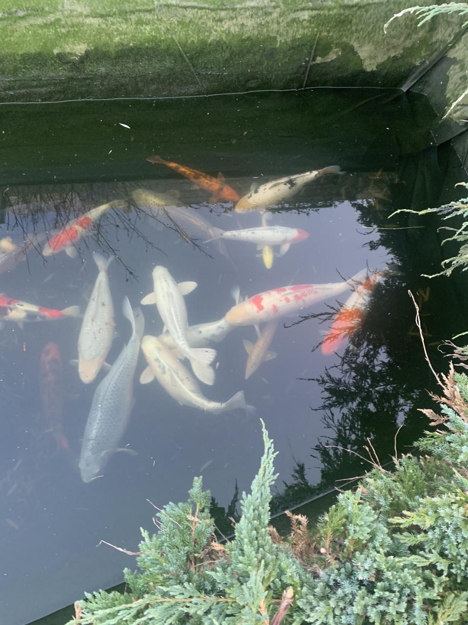 KOI vissen