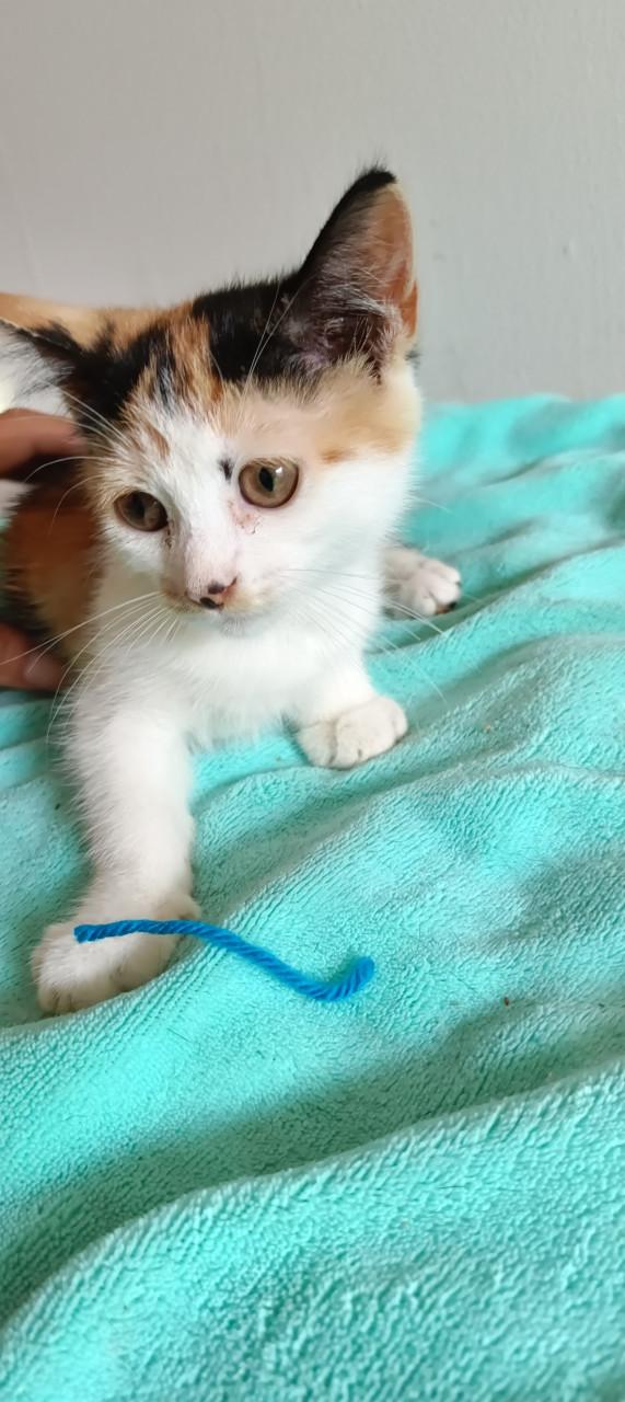 Mooie kittens