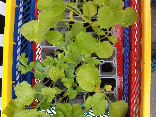Meloenplantjes en paprikaplantjes