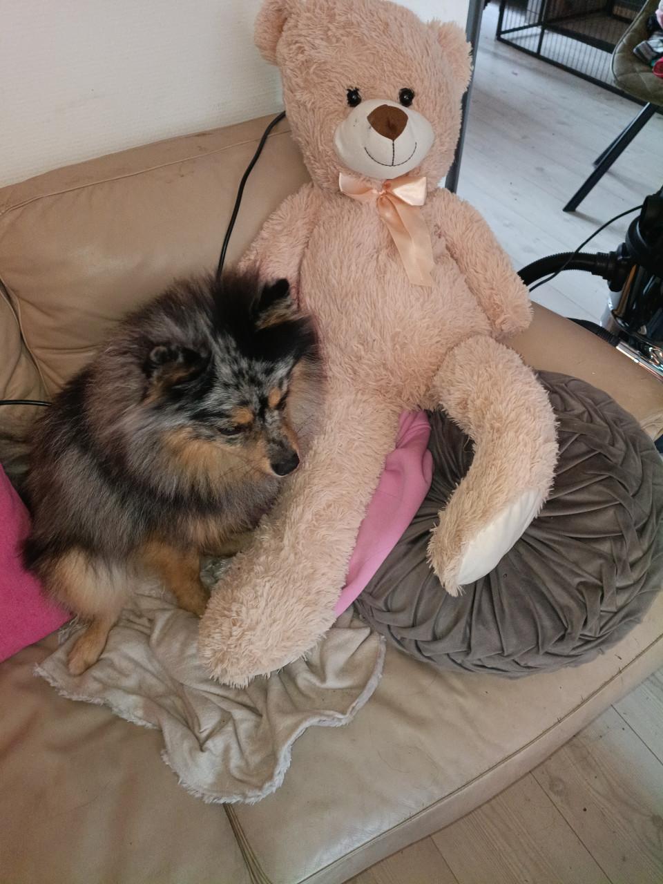 Keeshond gecastreerd