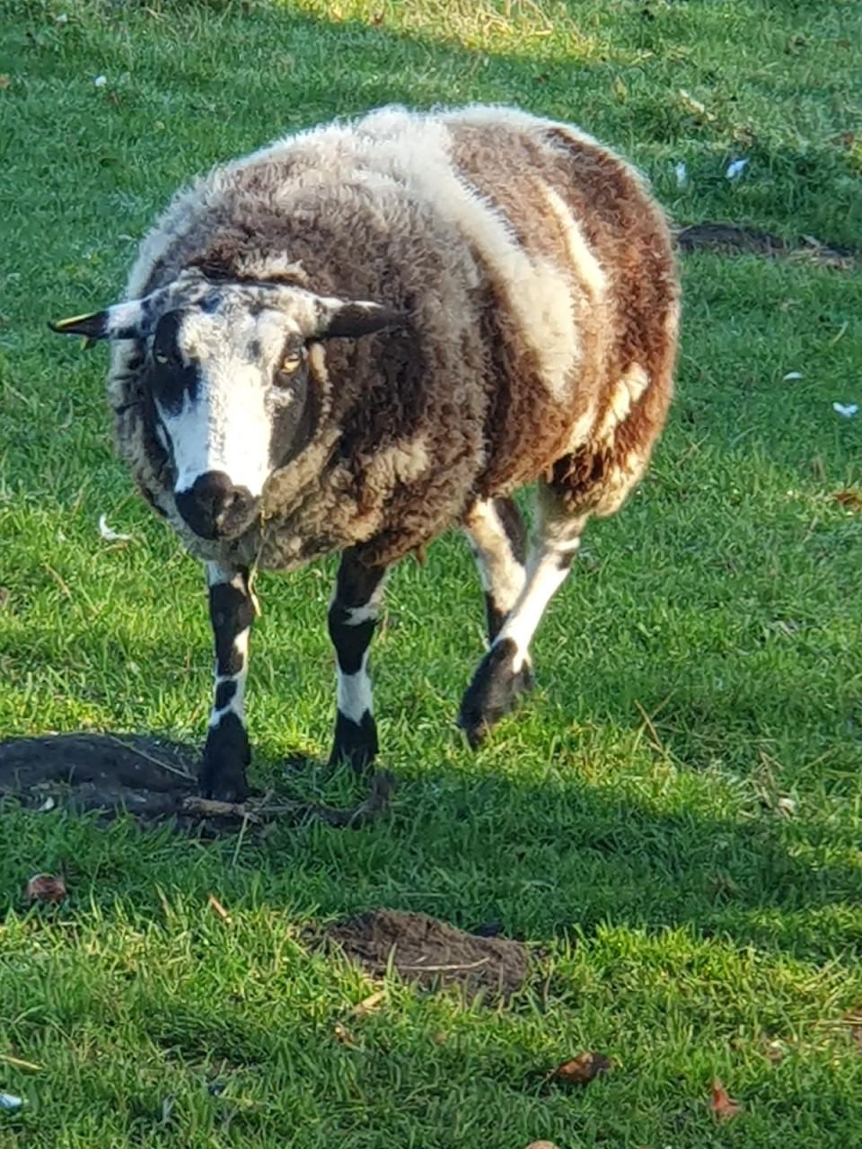 Schaap drachtig gedekte schapen ter overname
