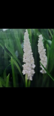 Liriope