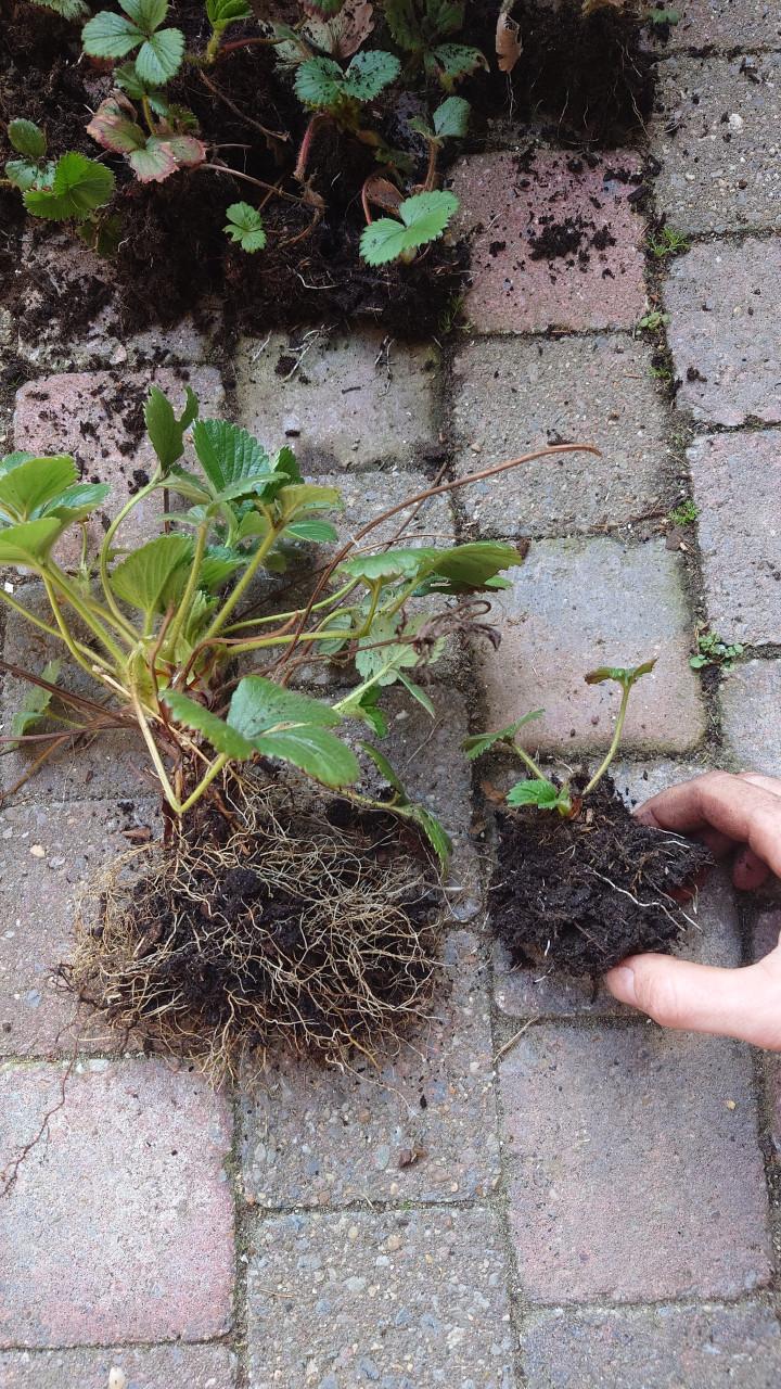 Div. aardbeienplanten te koop! (Ook bio!)