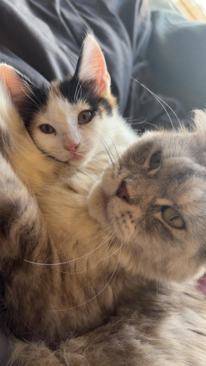 Kruising maine coon poes