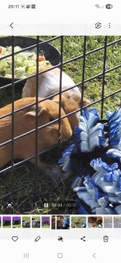 Cavia's 2 zusjes