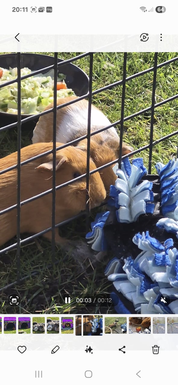 Cavia's 2 zusjes