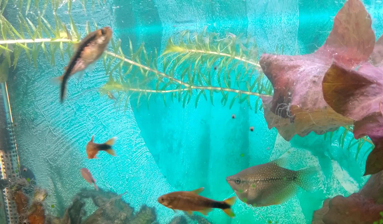 Te koop aquarium vissen