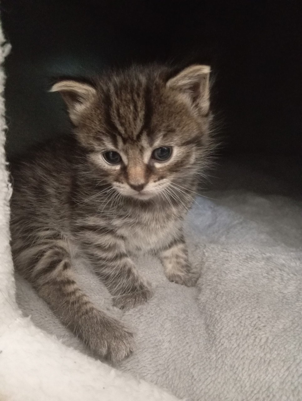 Kittens