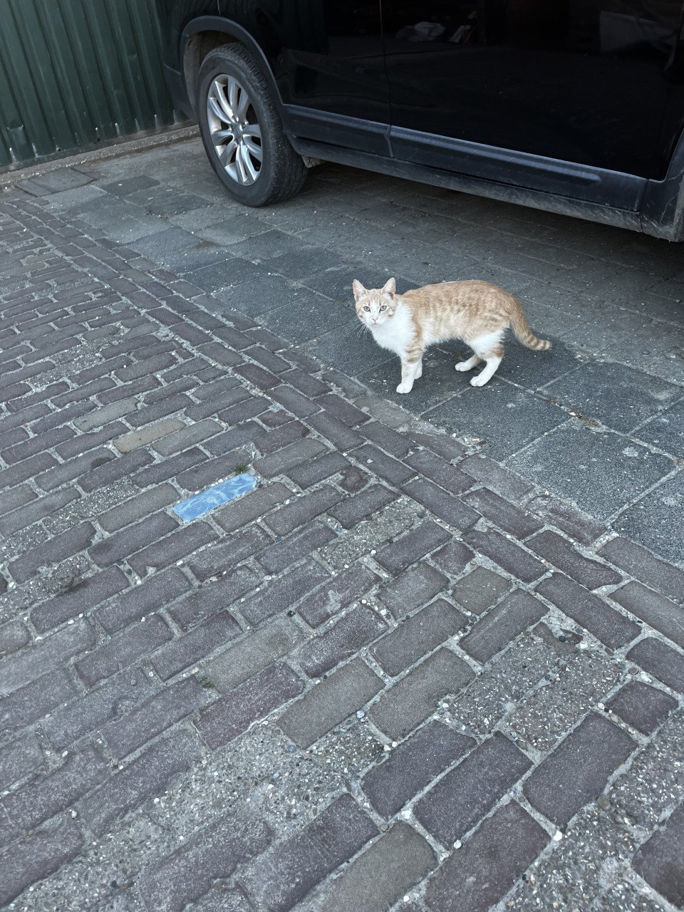Kater  zeldzame katen kleur ?