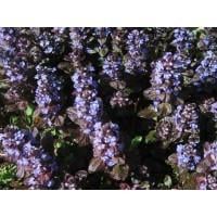 Zenegroen plantjes , bodembedekker