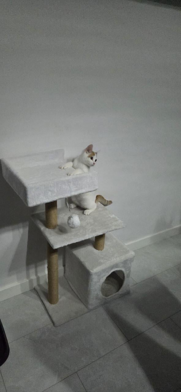Mooie en compacte krabpaal / kattenboom – Wit pluche (Zgan)