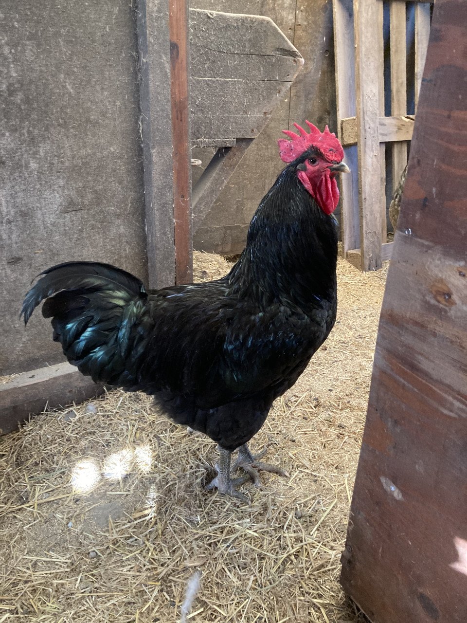 Broedeieren Jersey Giant, Brahma, zijdehoen en groenlegger