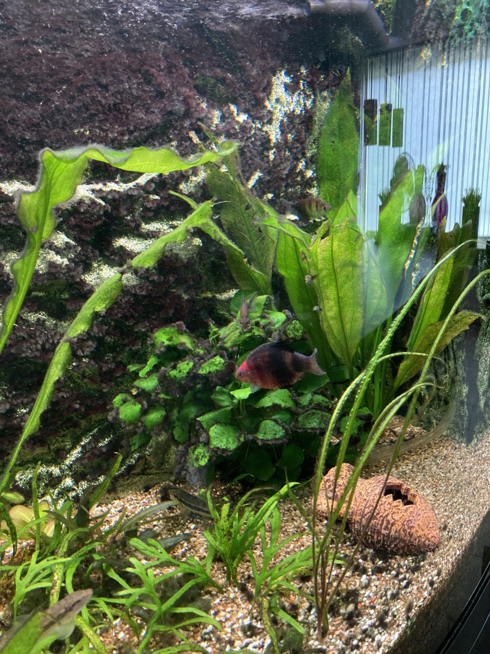 Aquarium