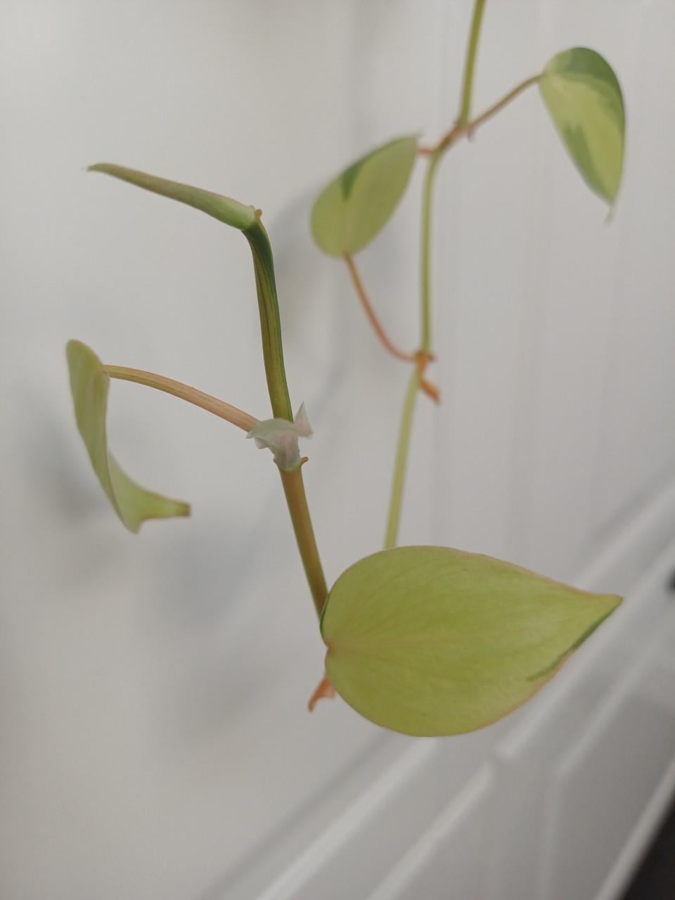 SUPERmooie stekjes 2-kleurige drakenklimop (philodendron)!