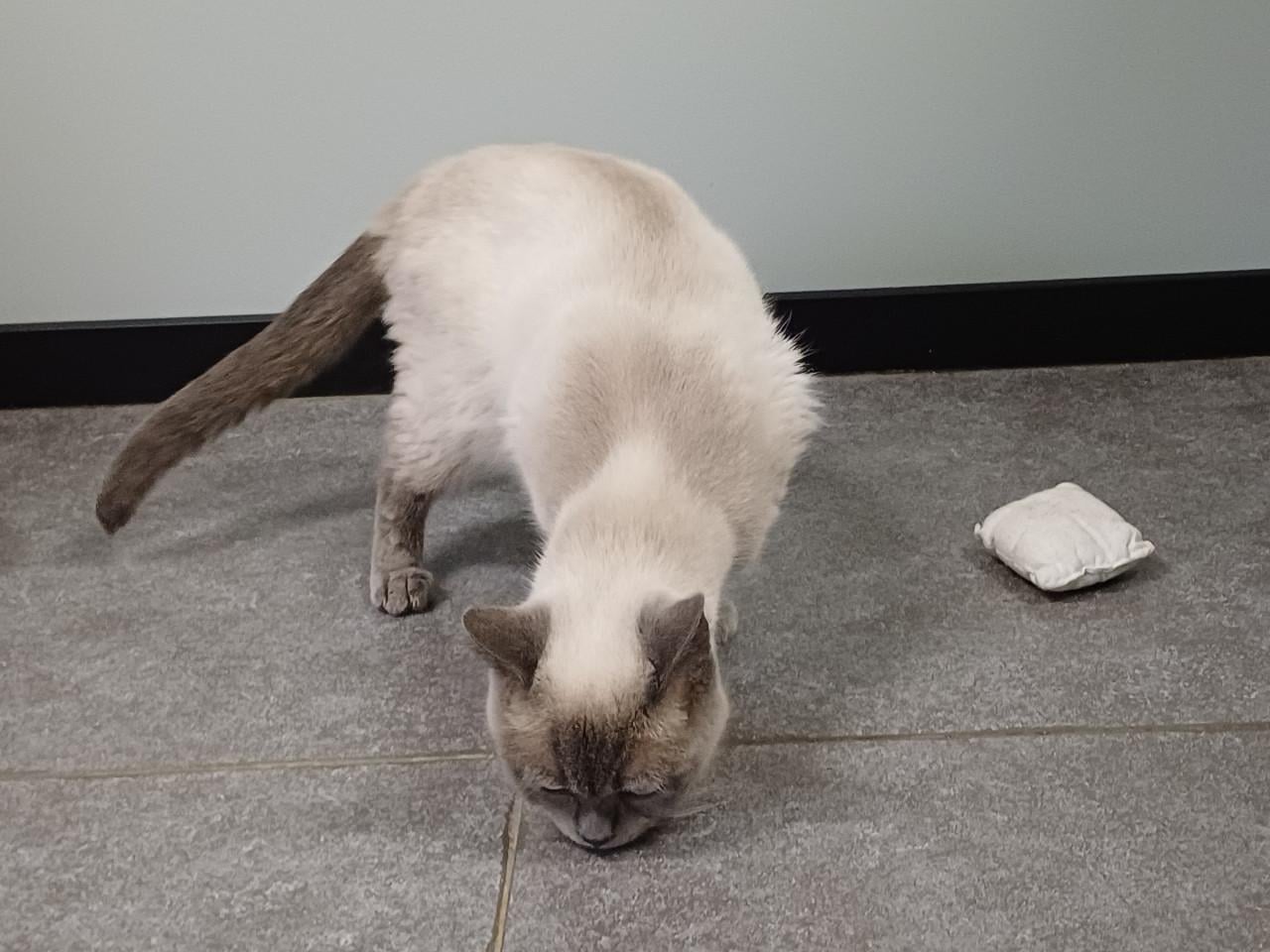 We zoeken voor onze 2 lieve Brits Korthaar poezen een nieuw huisje.