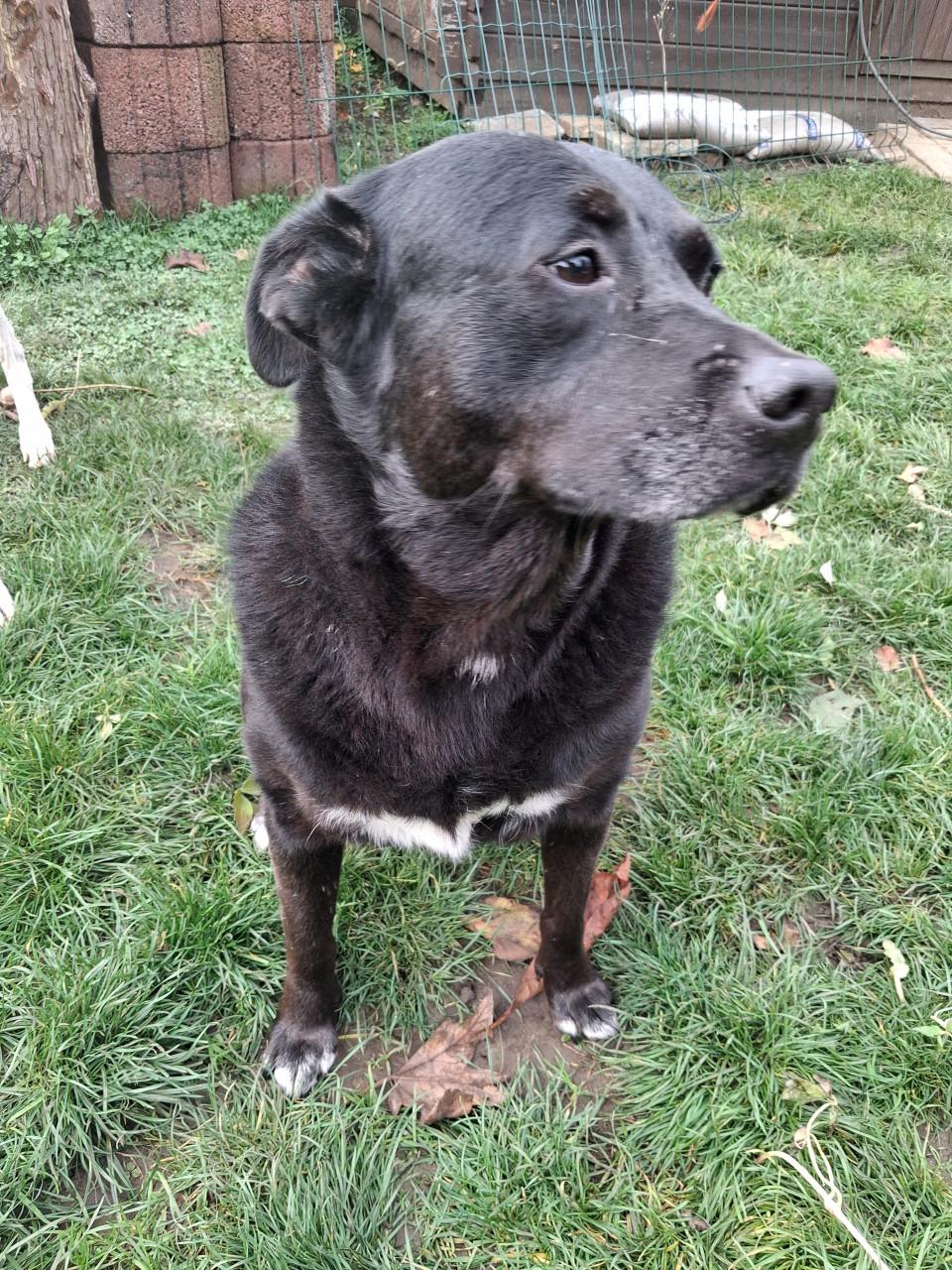 Ter adoptie Sally 6 jaar