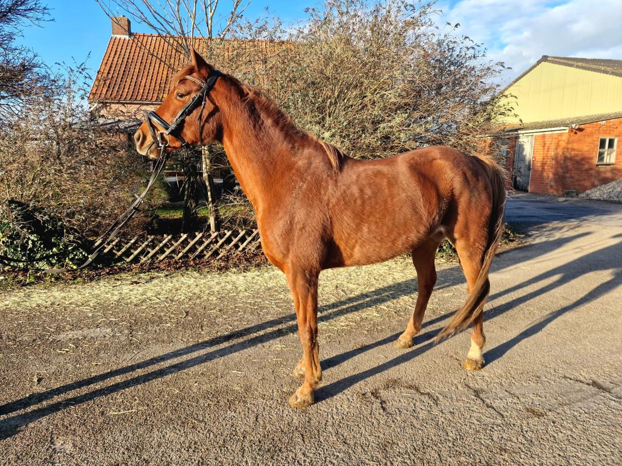 Lieve arabier merrie