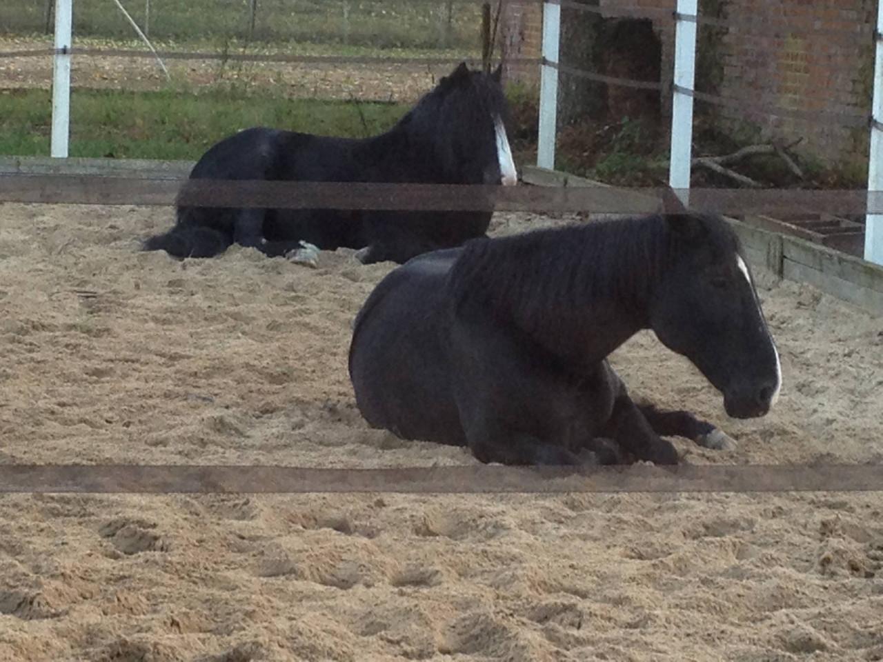 Gezocht omg. Colijnsplaat stallen/ weide met schuilstal, 2 oude paarden.