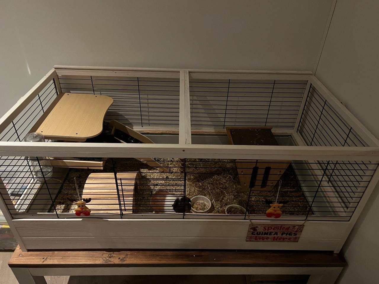Cavia’s incl. hok en toebehoren