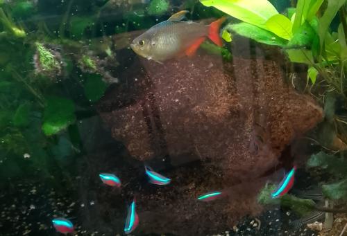 Te koop aquarium vissen