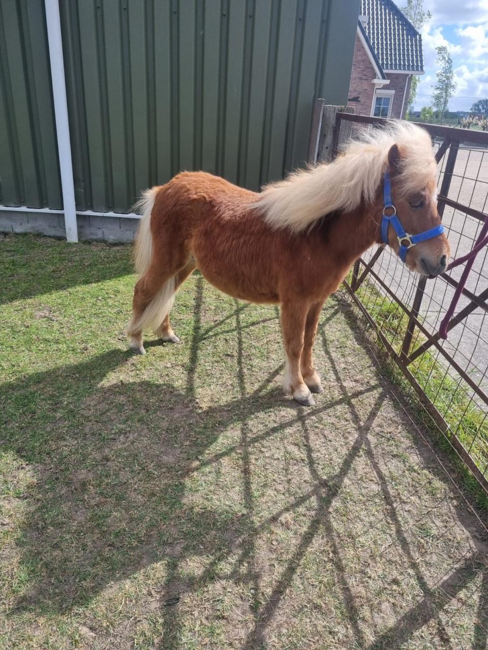 Te koop: shetland ponny