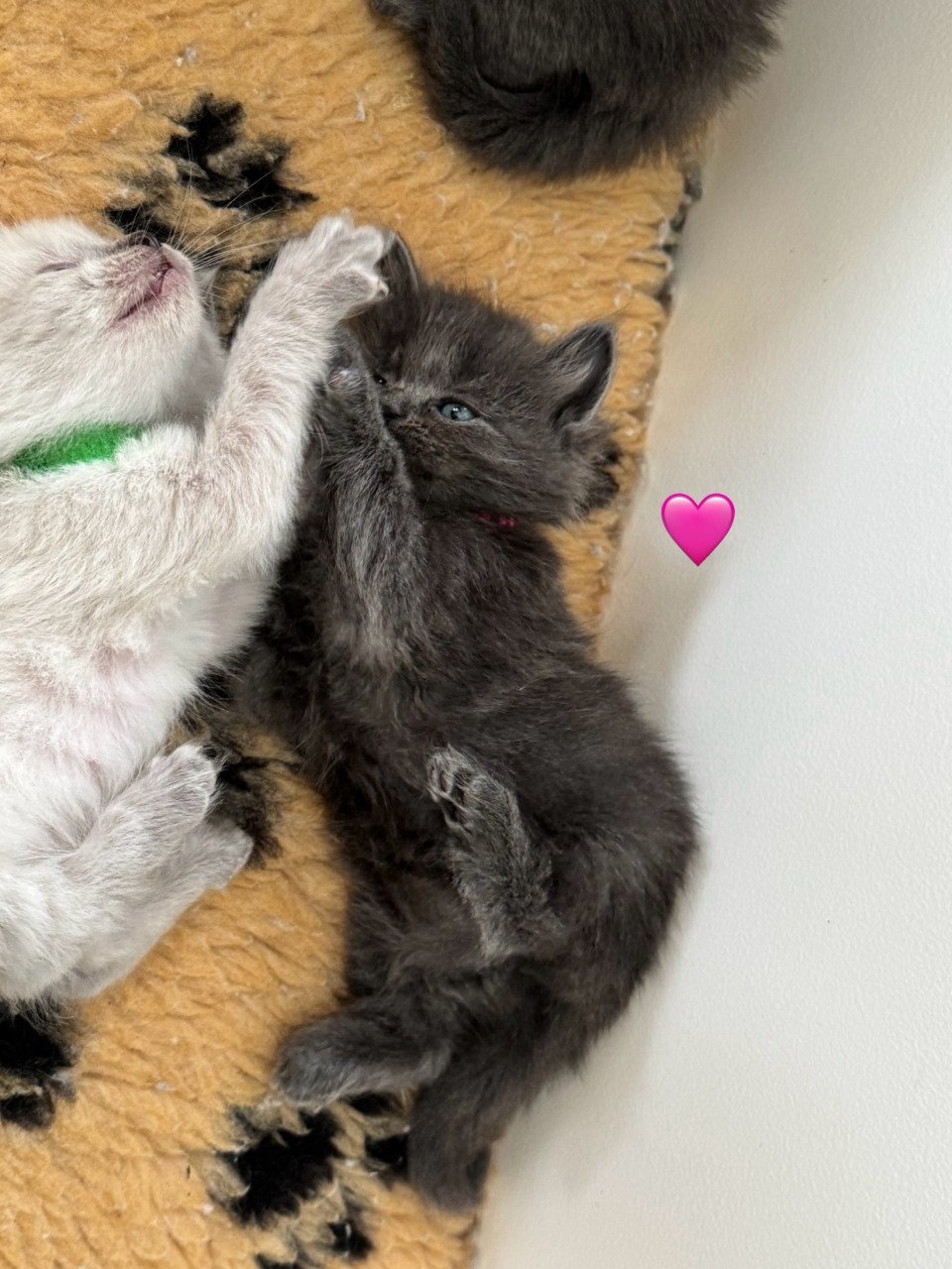 Ragdoll x Nebelung kittens
