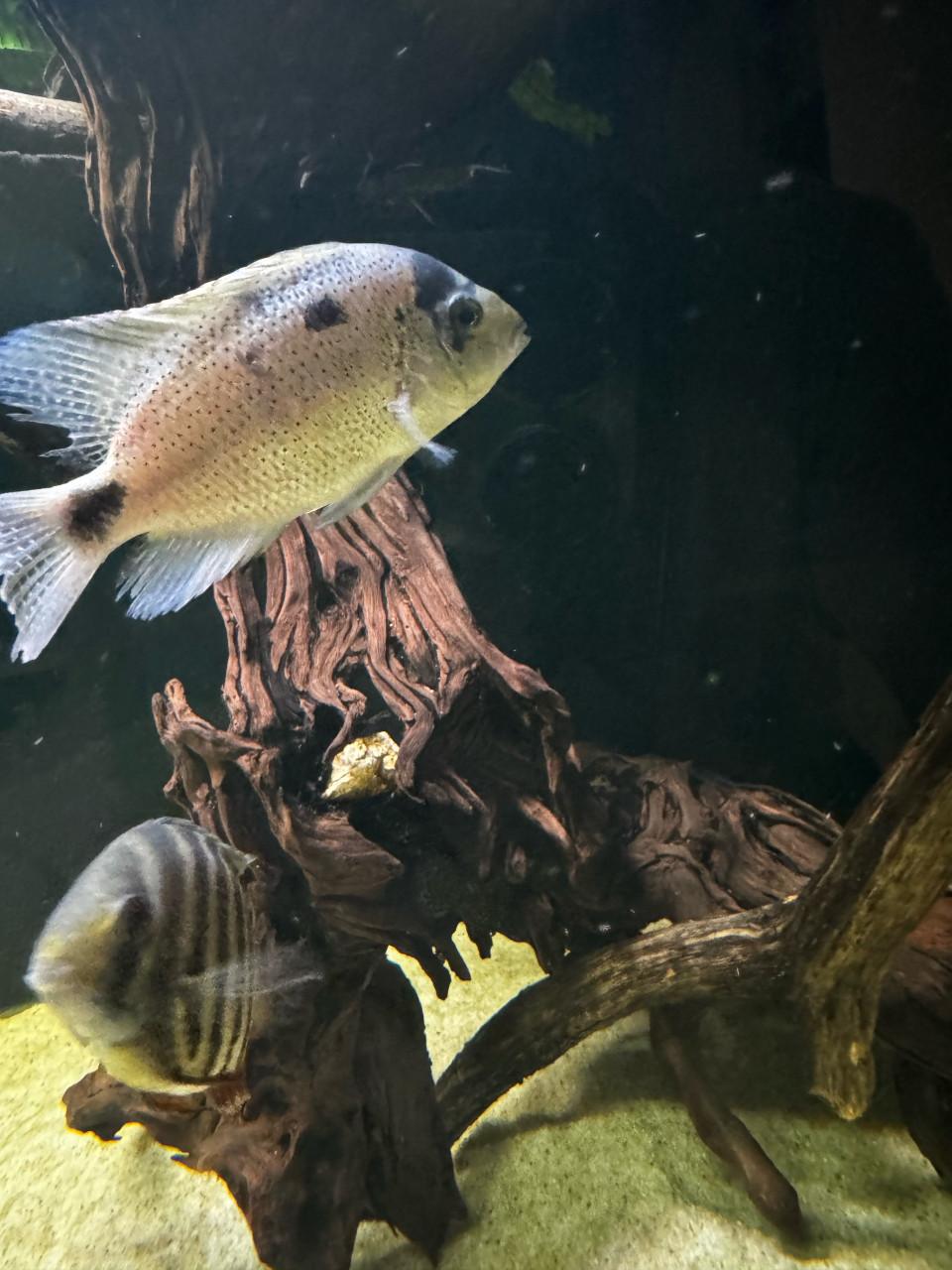 Aquarium vissen