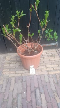 Pluimhortensia wit