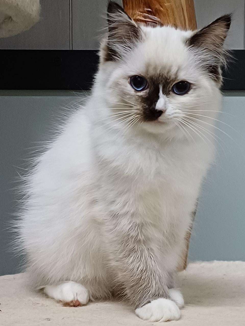 Prachtig Ragdoll poesje met stamboom