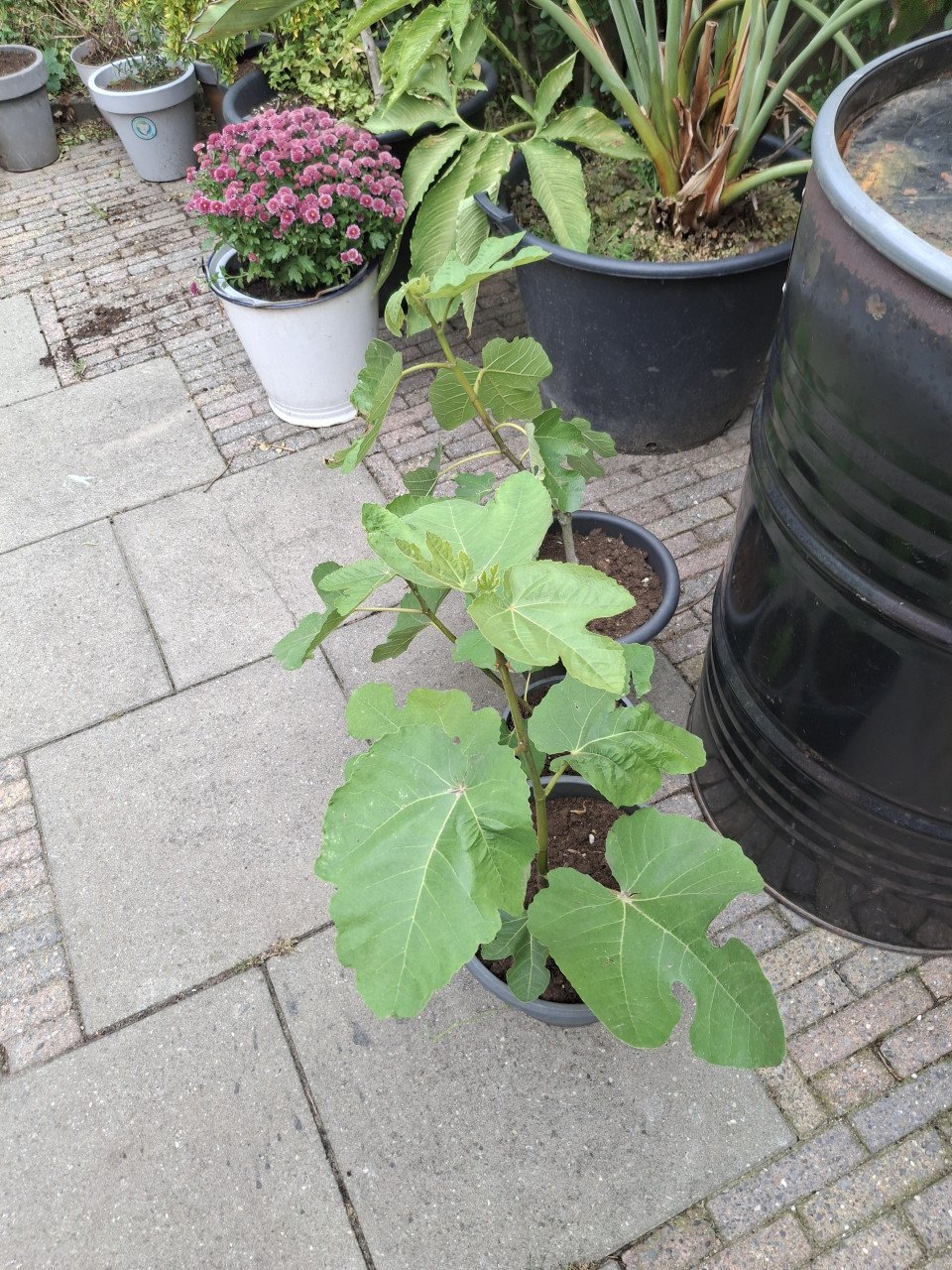 Vijgenplant