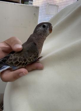 Bourke parkiet Vermist