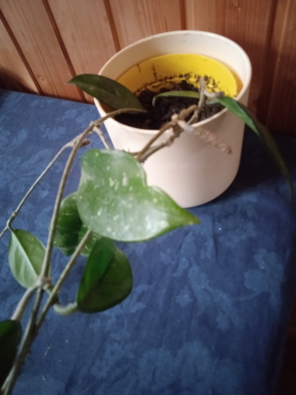 Hoya carnosa met drie stekken plant