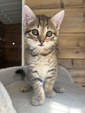 Siberische bos kat kittens