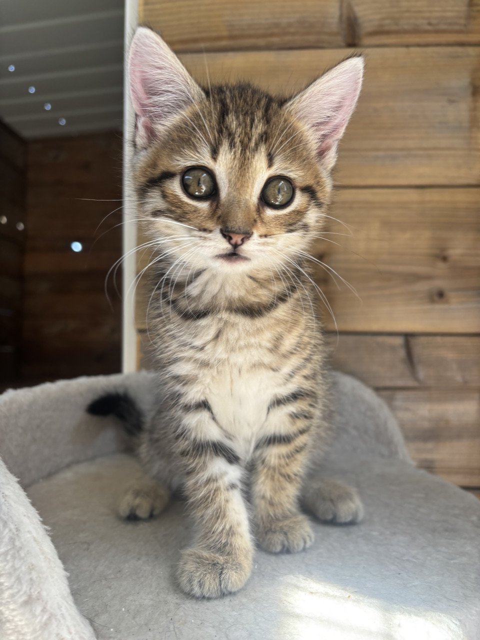 Siberische bos kat kittens