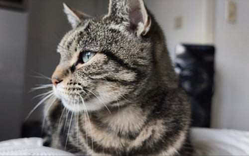 Poes zoekt nieuw fijn huisje