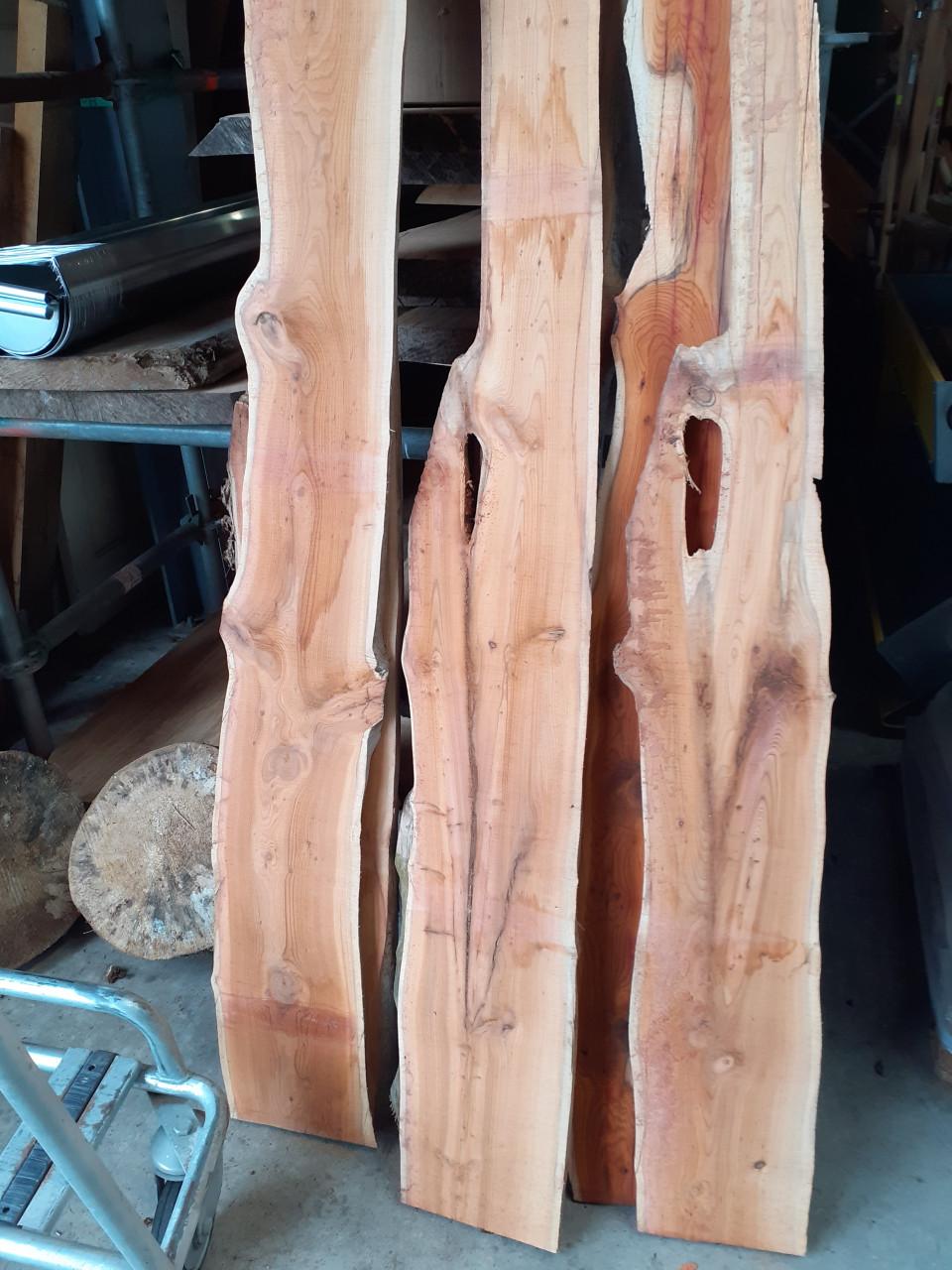 Taxus ceder linde  plataan kers boomstamblad va 10 euro, koffie gratis