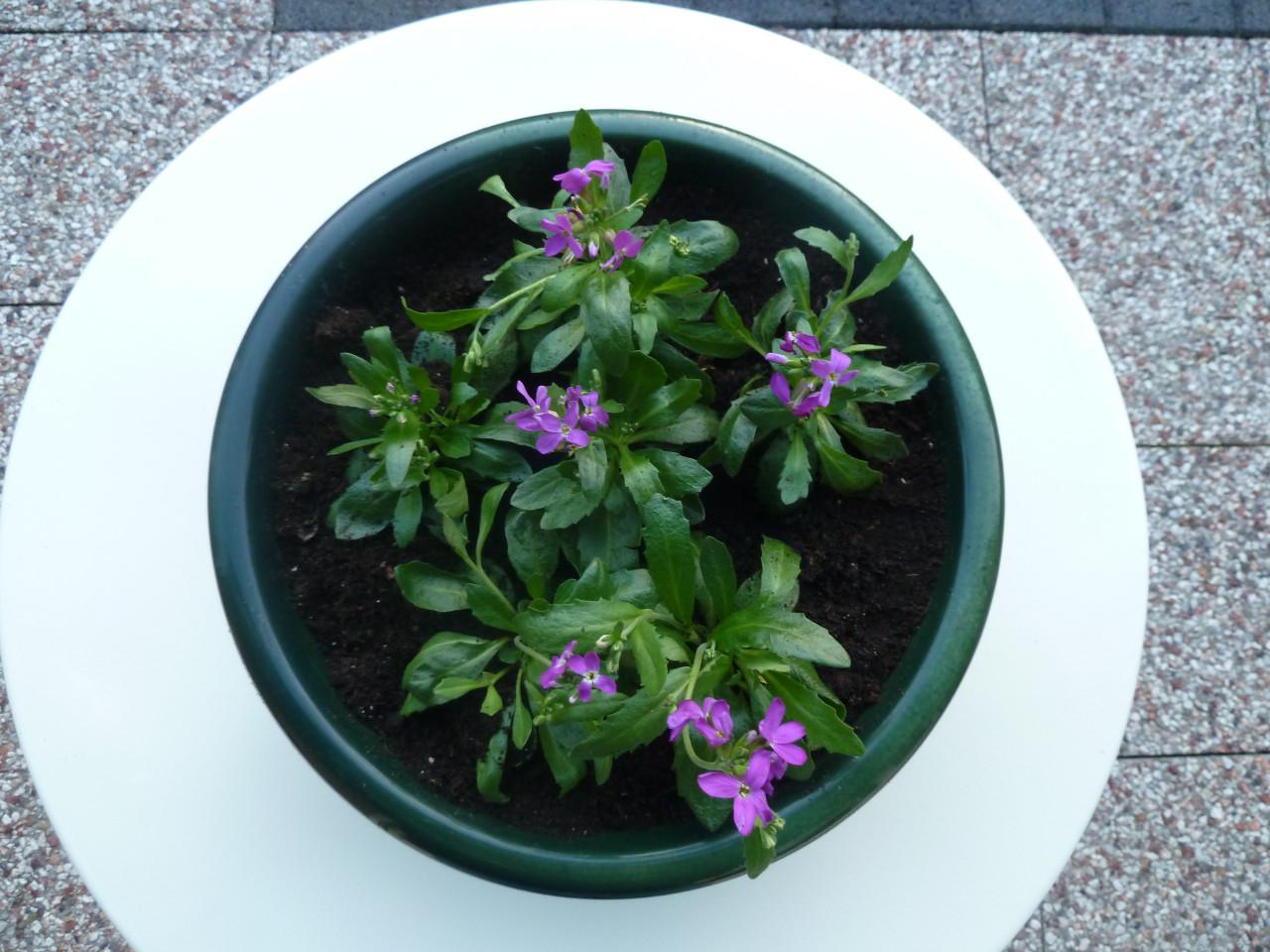 MOOIE BAK MET VASTE PLANTJES